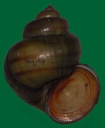 <p>La Paludine - Posède un opercule, 3 bandes rouges. Coquille Dextre. Mange des lagues et détritus (Gonochorique, Mâle = tentacule droit (pénis) si les deux tentacules osnt identiques = femelle. Ovovivipare : L’oeuf est retenu ddans le corps de la femelle jusqu’a qu’ils éclosent dedans)</p>