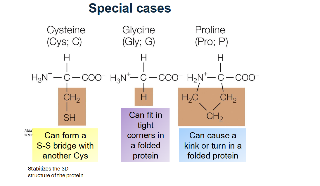 <ul><li><p><strong>Cysteine (Cys)</strong>: Can form <strong>disulfide bridges</strong> (S-S bonds) with other cysteines to stabilize protein 3D structure.</p></li><li><p><strong>Glycine (Gly)</strong>: The smallest amino acid (R group is just H), allowing it to fit into tight corners of folded proteins.</p></li><li><p><strong>Proline (Pro)</strong>: Has a ring-shaped R group that limits rotation and can cause "kinks" or turns in a protein chain.</p></li></ul><p></p>