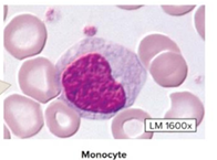 <p>largest leukocyte, cytoplasm lacks visible granules, pale blue cytoplasm, C-shaped nucleus, phagocytize pathogens, cellular debris, dead cells, leaves blood to become macrophages in tissues</p>