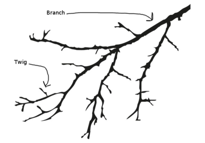 <p>Twig</p>
