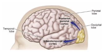 <ul><li><p><span style="background-color: transparent; font-family: "Times New Roman", serif;">Pathway connecting the occipital lobe and the <u>posterior</u> parietal cortex</span></p></li><li><p><span style="background-color: transparent; font-family: "Times New Roman", serif;">Aids in the perception of an object’s location</span></p><ul><li><p><span style="background-color: transparent; font-family: "Times New Roman", serif;">Damage leads to difficulties reaching for objects</span></p></li></ul></li></ul><p></p>