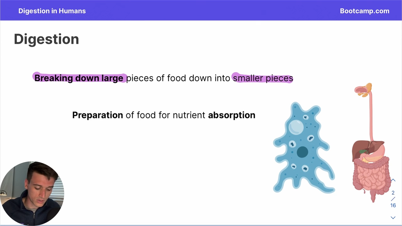 <p>the breakdown of large pieces of food down into smaller pieces to prepare it for absorbtion</p>