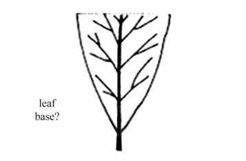 <p>A leaf base that tapers to a sharp point with an angle equal to or less than $$90^{\circ}$$ .</p>