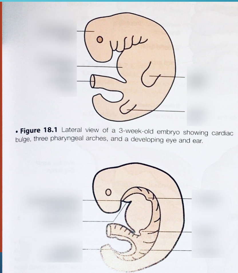 <p>The period of organogenesis!</p><p>• By the end of the embryonic period</p><p>main organ systems are established</p><p>• This is the time at greatest risk for</p><p>induction of birth defects</p><p>• Sensitive to genetic and environmental</p><p>impacts</p>