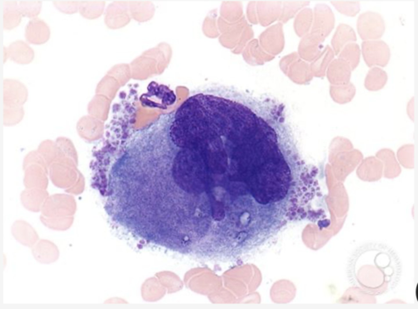 <p>Identify the cell</p>