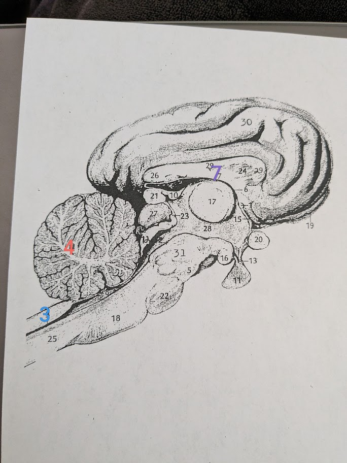 <p>3= central canal</p><p>4= cerebullum</p><p>7= fornix</p>