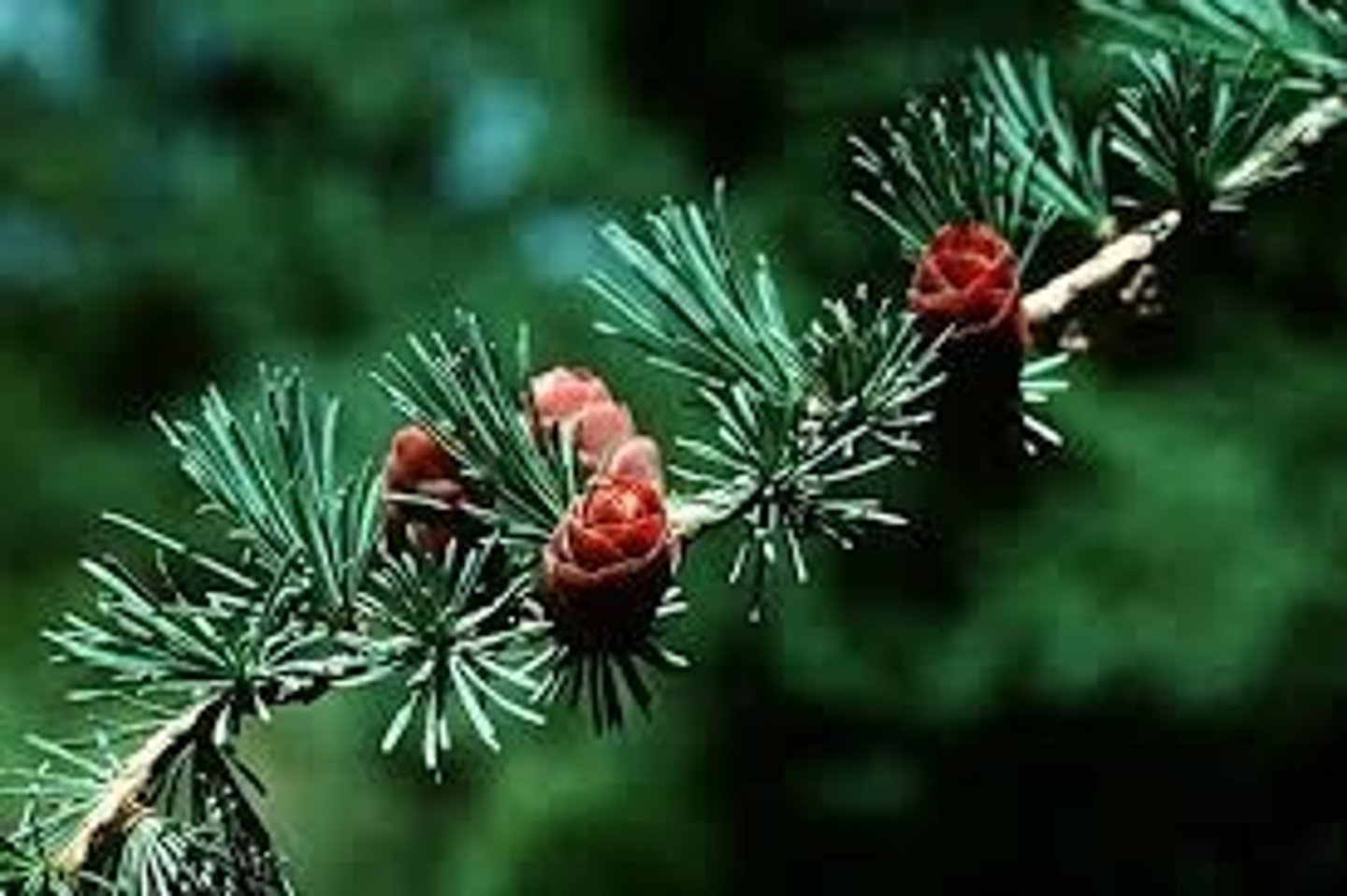 <p>Larix laricina</p>