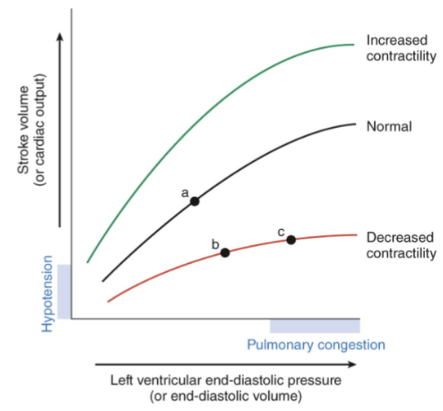<p><span style="background-color: transparent;"><strong>Preload</strong></span></p><ul><li><p><span style="background-color: transparent;">Ventricles are ______</span></p></li></ul><p></p>