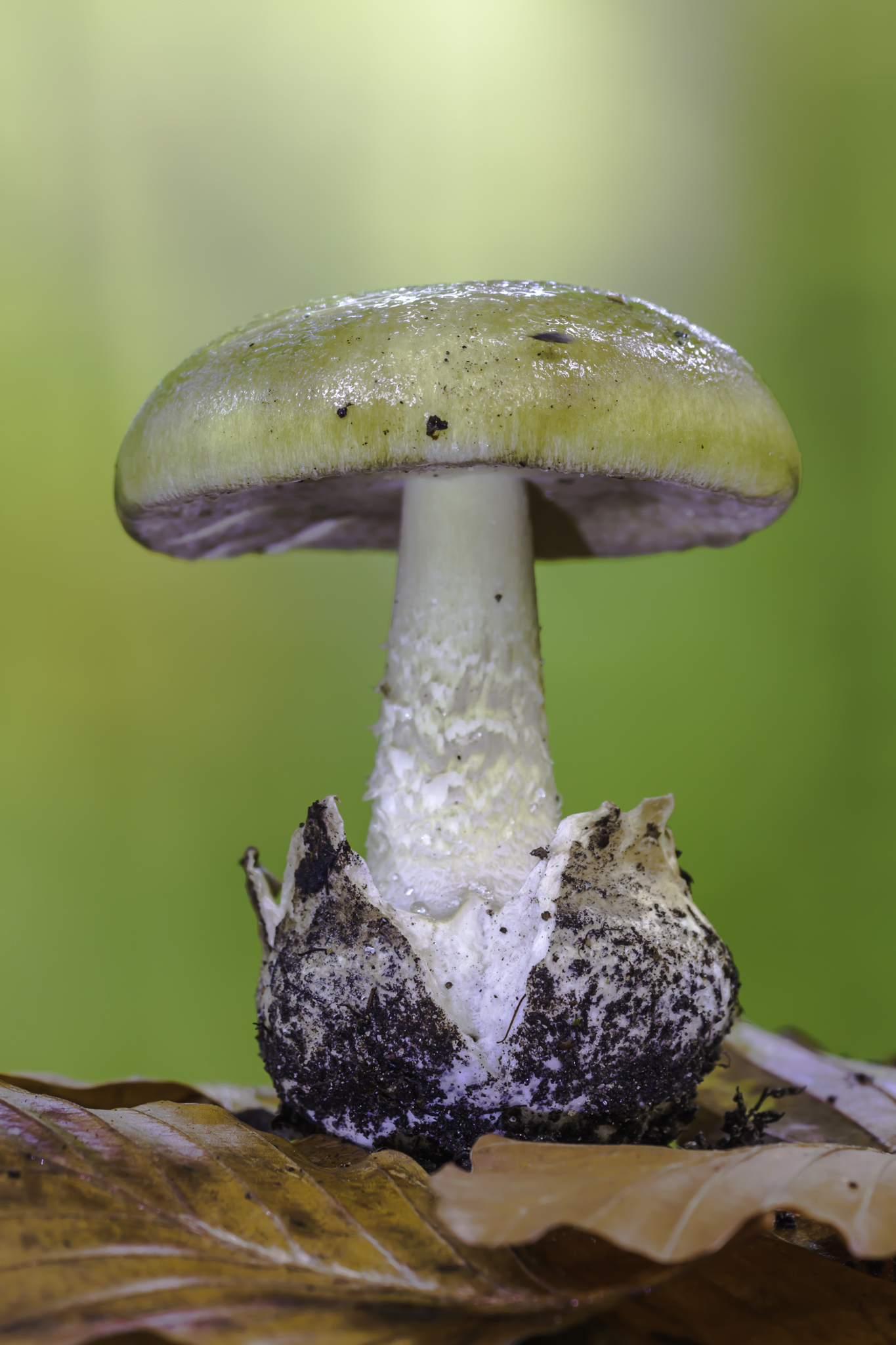 <p>→ komt uit de groene knolamaniet </p><p><span style="font-family: Aptos, sans-serif; line-height: 107%;">zeer giftige paddenstoelen <br>-> vertraagde optreden symptomen, pas 10-12 uur na consumptie <br>Na 1 dag verbetering; na 2 dagen lever- en nierfalen, stollingsstoornissen</span></p><p></p>