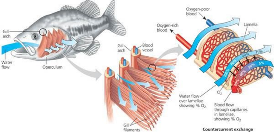 <ul><li><p><span>Thousands of lamellae on hundreds of filaments provide a large surface area</span></p></li><li><p><span>Good blood supply (large capillary network to help maintain a steep concentration gradient</span></p></li><li><p><span>Filaments and lamellae are very thin which means a short diffusion distance</span></p></li></ul><p></p>