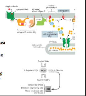 <ol><li><p class="Paragraph SCXW123783238 BCX8" style="text-align: left;"><span style="background-color: transparent; line-height: 22.0875px;">Binding of acetylcholine to the receptor activates the receptor’s GEF domain</span></p></li></ol><ul><li><p class="Paragraph SCXW123783238 BCX8" style="text-align: left;"><span style="background-color: transparent; line-height: 22.0875px;">Small molecular signals that are created during a signaling pathway are known as </span><span style="line-height: 22.0875px;">second messengers </span></p></li></ul><ol start="2"><li><p class="Paragraph SCXW175310188 BCX8" style="text-align: left;"><span style="background-color: transparent; line-height: 22.0875px;">The </span><span style="line-height: 22.0875px;">first messenger</span><span style="background-color: transparent; line-height: 22.0875px;"> is the original signaling molecule</span><span style="line-height: 22.0875px;"> </span></p></li></ol><ol><li><p class="Paragraph SCXW123783238 BCX8" style="text-align: left;"><span style="background-color: transparent; line-height: 22.0875px;">Receptor GEF activates the G-protein by swapping GDP for GTP on the G-protein</span></p></li></ol><p><span style="background-color: transparent; line-height: 22.0875px;">3. Activated G-protein then binds to and activates phospholipase C</span></p><p><span style="background-color: transparent; line-height: 22.0875px;">4. Phospholipase C enzymes cut PIP2 phospholipids into IP3 and diacylglycerol</span></p><ol start="5"><li><p class="Paragraph SCXW177702068 BCX8" style="text-align: left;"><span style="background-color: transparent; line-height: 22.0875px;">IP3 Binds to and opens ligand-gated calcium channels in teh smooth ER</span><span style="line-height: 22.0875px;"> </span></p></li><li><p class="Paragraph SCXW177702068 BCX8" style="text-align: left;"><span style="background-color: transparent; line-height: 22.0875px;">Calcium binds to an </span><span style="line-height: 22.0875px;">Nitric oxide Synthase</span><span style="background-color: transparent; line-height: 22.0875px;"> – enzyme that reduces arginine amino acids to produce nitric oxide gas</span><span style="line-height: 22.0875px;"> </span></p></li></ol><p></p>