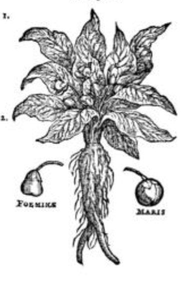 <p>Mandragora; family: Solanaceae</p>