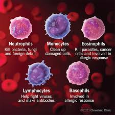 <p>Main function of white blood cells</p>
