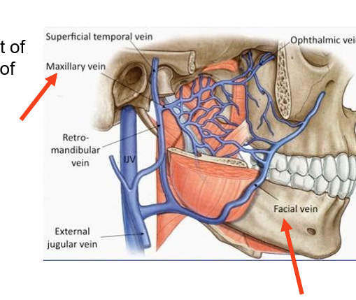 <ul><li><p>drains most of region supplied by branches of maxillary artery</p></li><li><p>drains<strong> post into maxillary vein</strong></p></li><li><p>drains<strong> ant into facial vein</strong></p></li></ul><p></p>