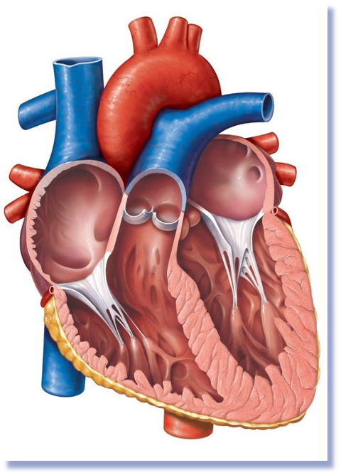 <p><u>Interventricular septum.</u> A muscular wall that divides the right and left ventricles of the heart, preventing the mixing of oxygenated and deoxygenated blood. </p>