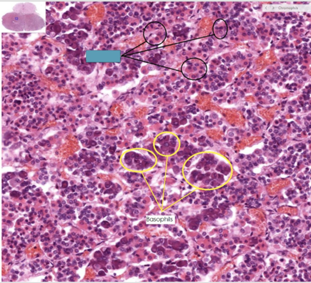 <p>Identify the cell</p>