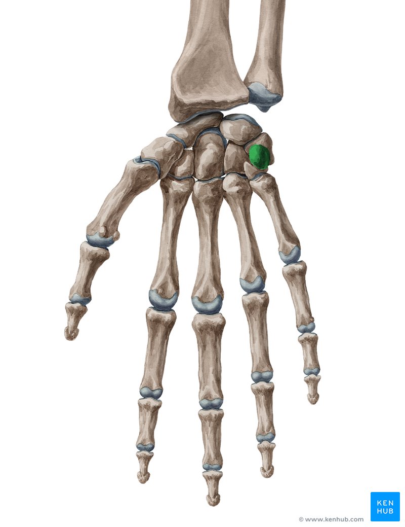 <p>Which carpal bone is this</p>