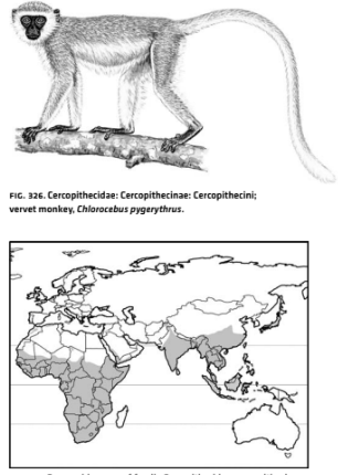 <p>Infraclass Eutheria</p><p>Order Primates</p><p>Suborder Haplorrhini</p><p>Family Cercopithecidae</p><p>Family Hominidae</p><p>Family Hylobatidae</p>