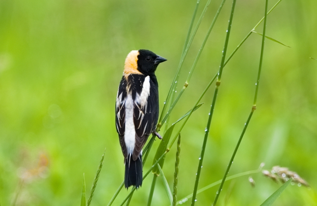 <p>Bobolink</p>