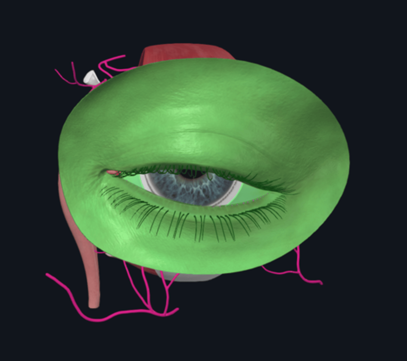 <p>What structure bounds the orbit anteriorly and limits the exposure of the anterior eyeball?</p>