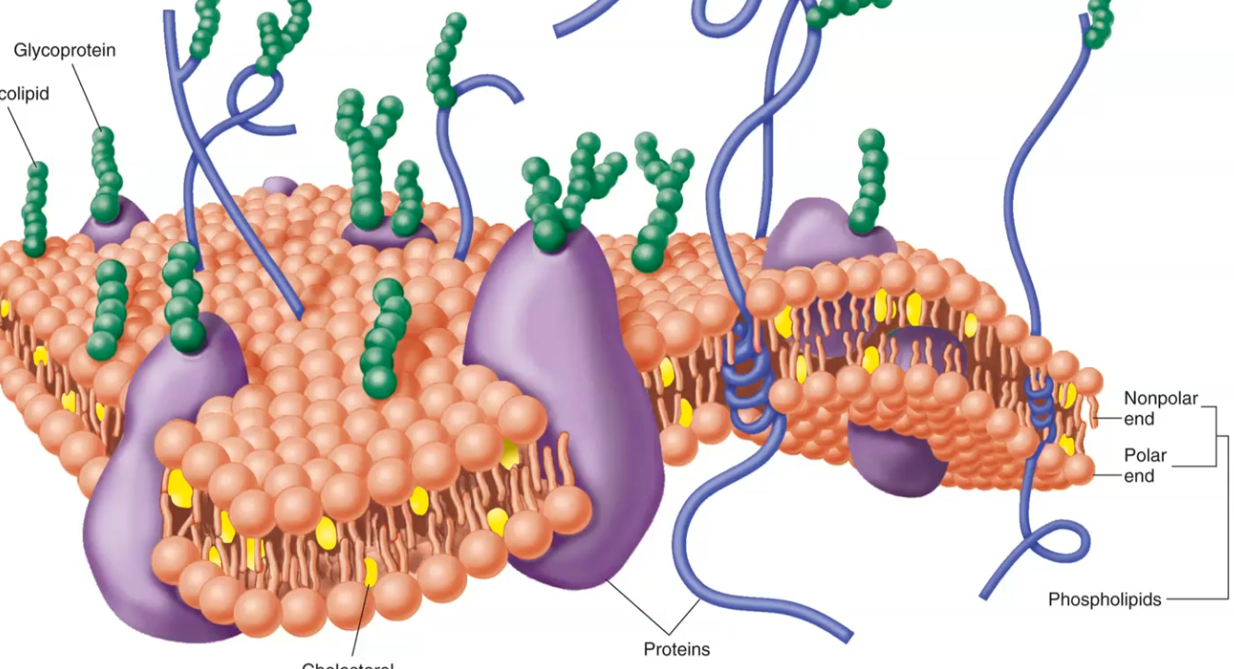<p>Any protein that interacts with the fatty acid tails of the plasma membrane, regardless of whether it spans the entire membrane.</p>