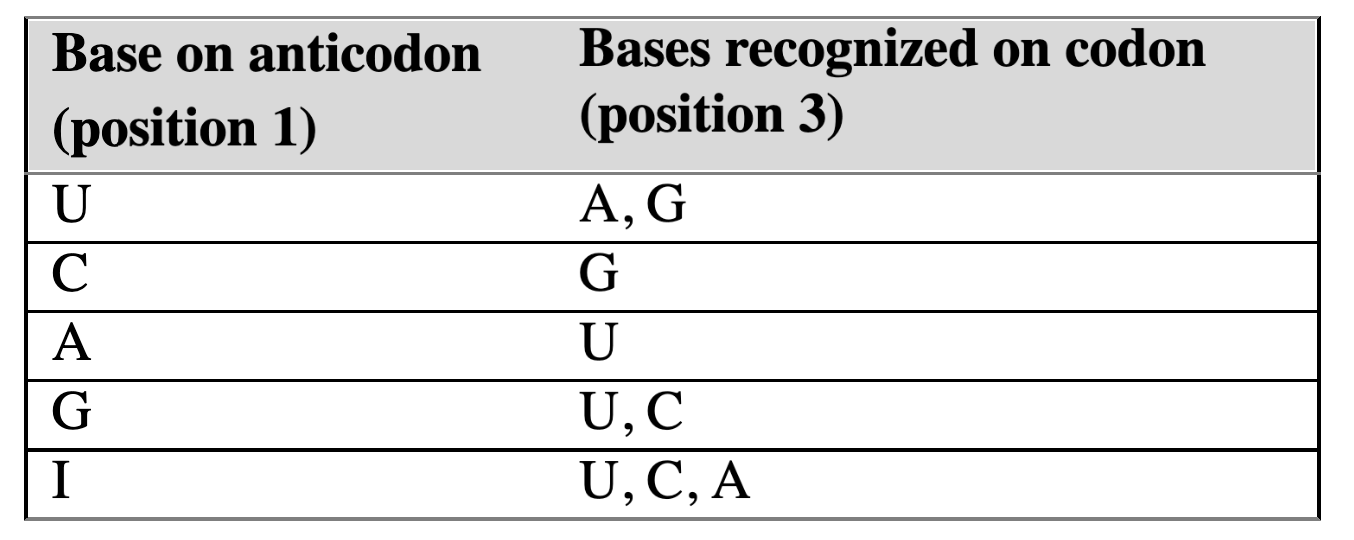 <p>codons that differ only in their third base can bind to the same tRNA anticodon</p><ul><li><p>first two nucleotides of an mRNA codon must form strict WC bp with tRNA anticodon</p></li><li><p>3rd position has greater steric freedom and allows for both Hoogsteen and WC bp between tRNA and mRNA</p></li></ul><p></p>