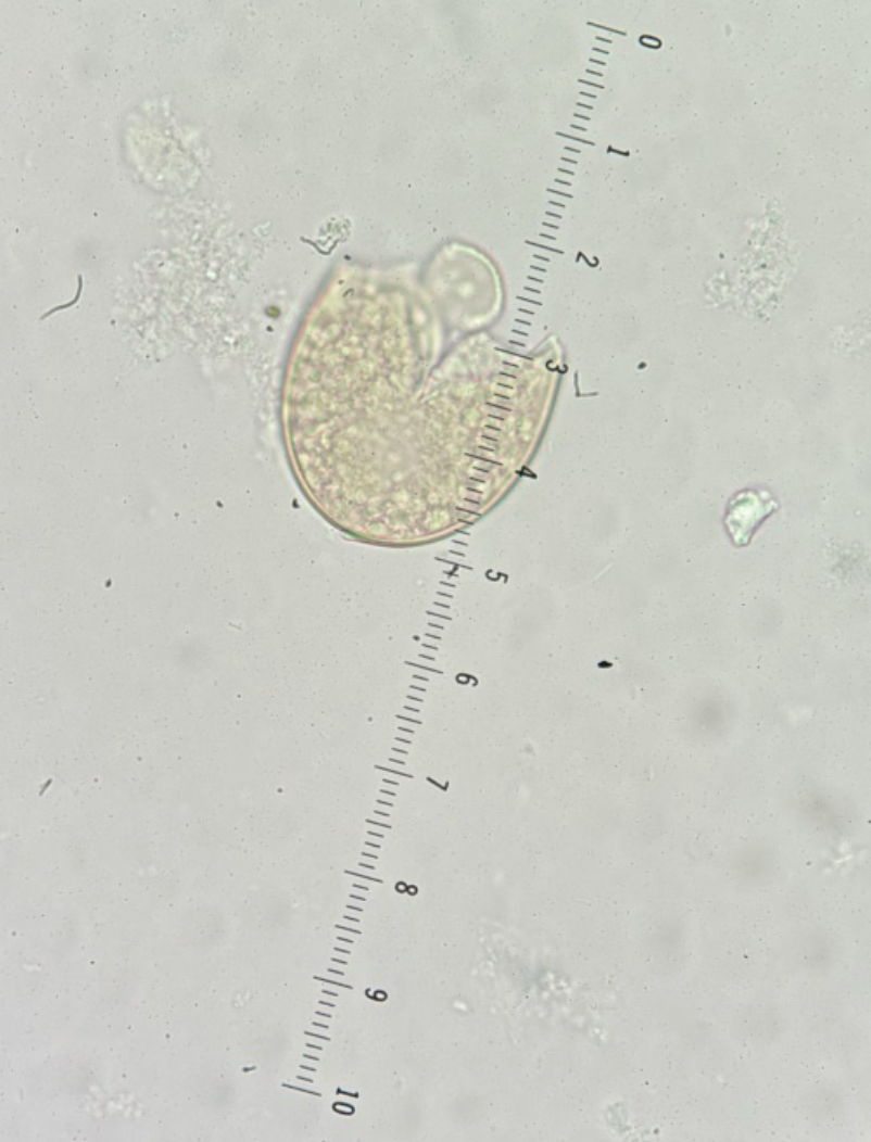 <p>Kingdom?</p><p class="p1">Phylum?</p><p class="p1">Class?</p><p class="p1">Subclass?</p><p class="p1">Order?</p><p class="p1">Family?</p><p class="p1">Species/Stage?</p>