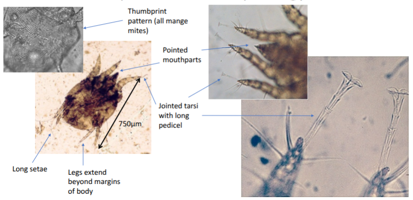 <p>thumbprint pattern</p><p>pointed mouth parts</p><p>jointed tarsi with long pedicel</p><p>legs extend beyond margins of body</p><p>long setae = hairs on mite</p><p>males a little bit smaller than females </p><p>tarsi = pedicels</p>