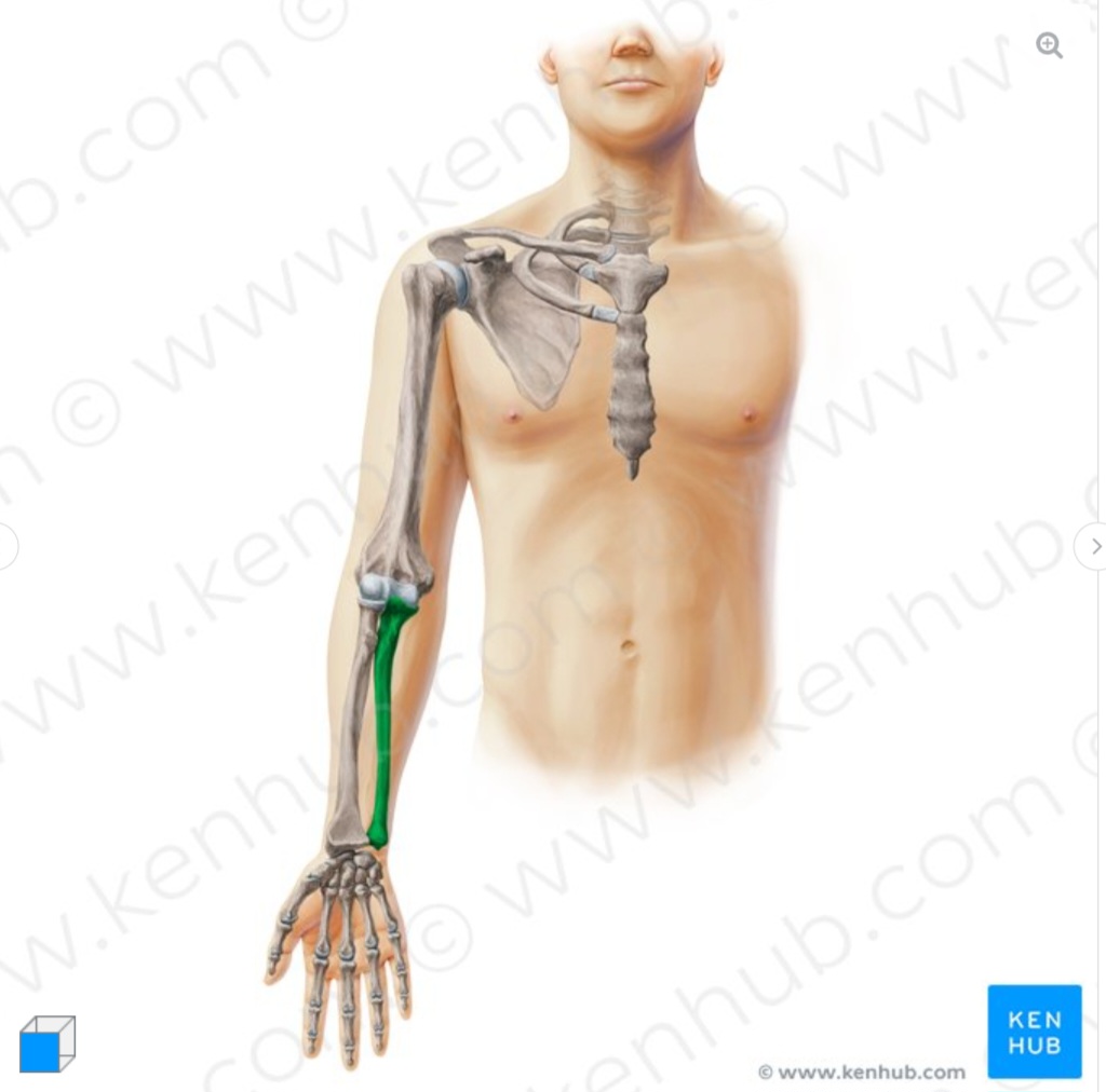 <p>what is the name of the structure and its anatomical location?</p>
