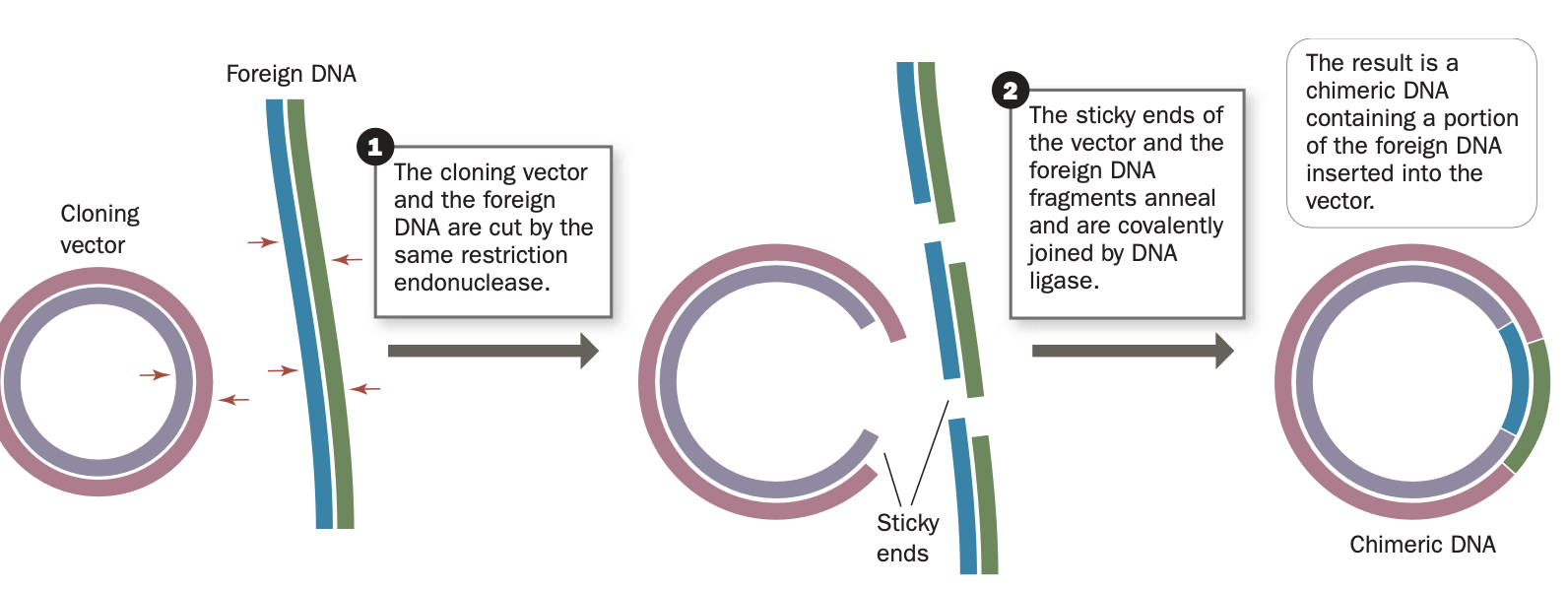 <p></p><p>1. A fragment of DNA of the appropriate size is generated by a restriction enzyme, by PCR (below), or by chemical synthesis.</p><p>2. The fragment is incorporated into another DNA mole- cule known as a vector, which contains the sequences necessary to direct DNA replication.</p><p>3. The vector—with the DNA of interest—is introduced into cells, in which it is replicated.</p><p>4. Cells containing the desired DNA are identified, or selected.</p>