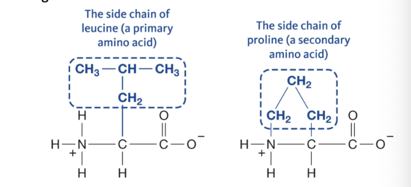 <p>a ring that connects the alpha carbon to the amine nitrogen </p><ul><li><p>everyone connects to only alpha carbon but proline connects it to the nitrogen too</p></li></ul><p></p>