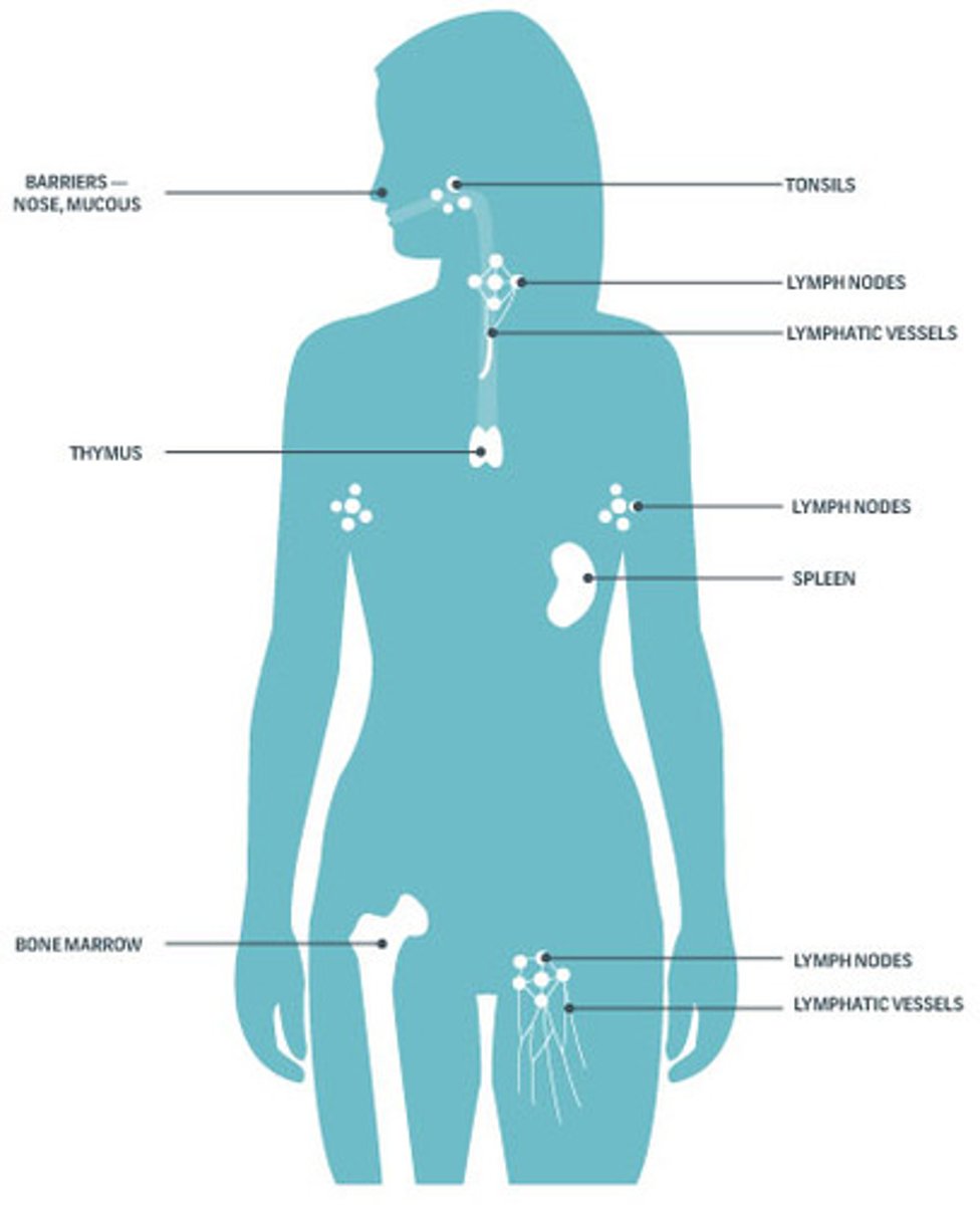 <p>adenoid, tonsil, thymus, spleen, bone marrow, lymph nodes</p>
