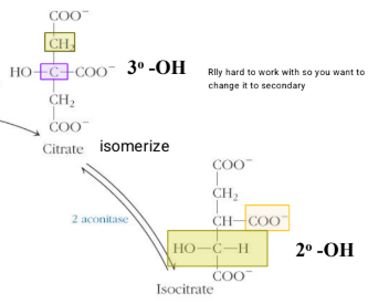 <ul><li><p>the isomerization of citrate a tertiary alcohol to isocitrate a secondary alcohol</p></li><li><p>two part process where citrate loses H20 and its added back differently</p></li><li><p>reversible </p></li></ul><p></p>