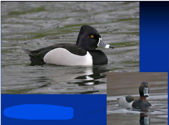 <p>What is the Order, Family, Subfamily and Common name of this vertebrate?</p>