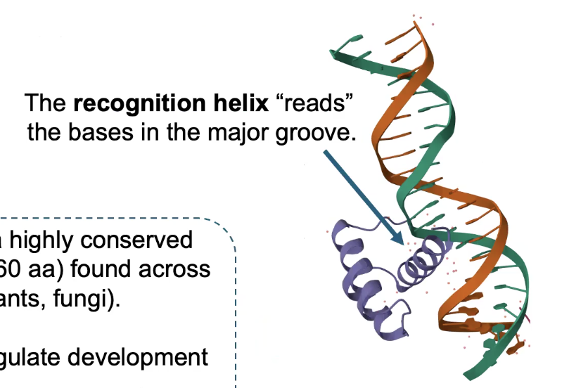 <p>The HOMEODOMAIN is a highly conserved DNA binding domain found across eukaryotes</p><p>→ Many major TFs that regulate development contain Homeodomains (like HOX proteins)</p>