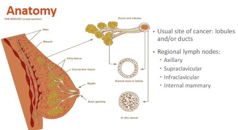 <p>Which is more common, invasive ductal carcinoma (IDC) or invasive lobular carcinoma (ILC)?</p>