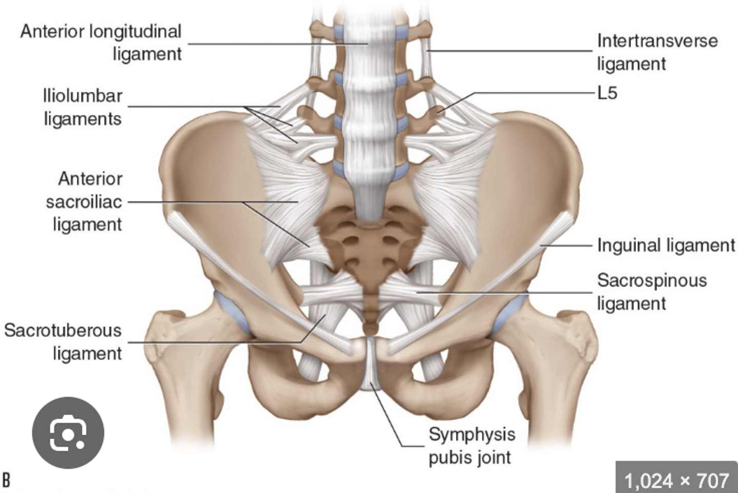 <p>The is the iliolumbar ligament between? </p>