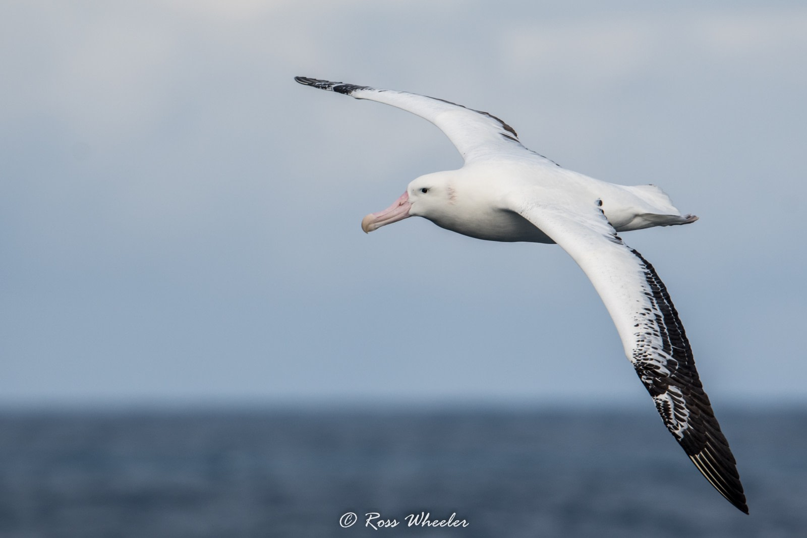 <p>What bird is this?</p>