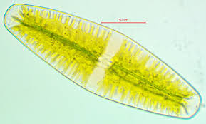 <p>Identify</p>