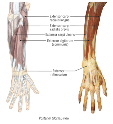 <p><span><em>Extensor carpi radialis longus</em></span></p><p style="text-align: left;"><span><em>Extensor carpi radialis brevis</em></span></p><p style="text-align: left;"><span><em>Extensor carpi ulnaris</em></span></p><p style="text-align: left;"><span><em>Extensor digitorum</em></span></p><p style="text-align: left;"><span><em>Extensor indicis</em></span></p><p style="text-align: left;"><span><em>Extensor digiti minimi</em></span></p><p style="text-align: left;"><span><em>Abductor pollicis longus </em></span></p><p style="text-align: left;"><span><em>Extensor pollicis brevis</em></span></p><p style="text-align: left;"><span><em>Extensor pollicis longus</em></span></p>