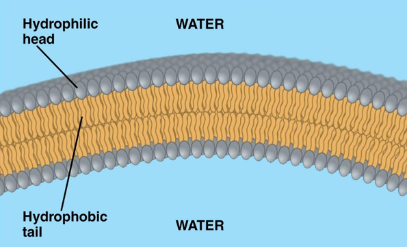 <p>They form a bilayer with hydrophobic tails together and hydrophilic heads facing the watery environments.</p>