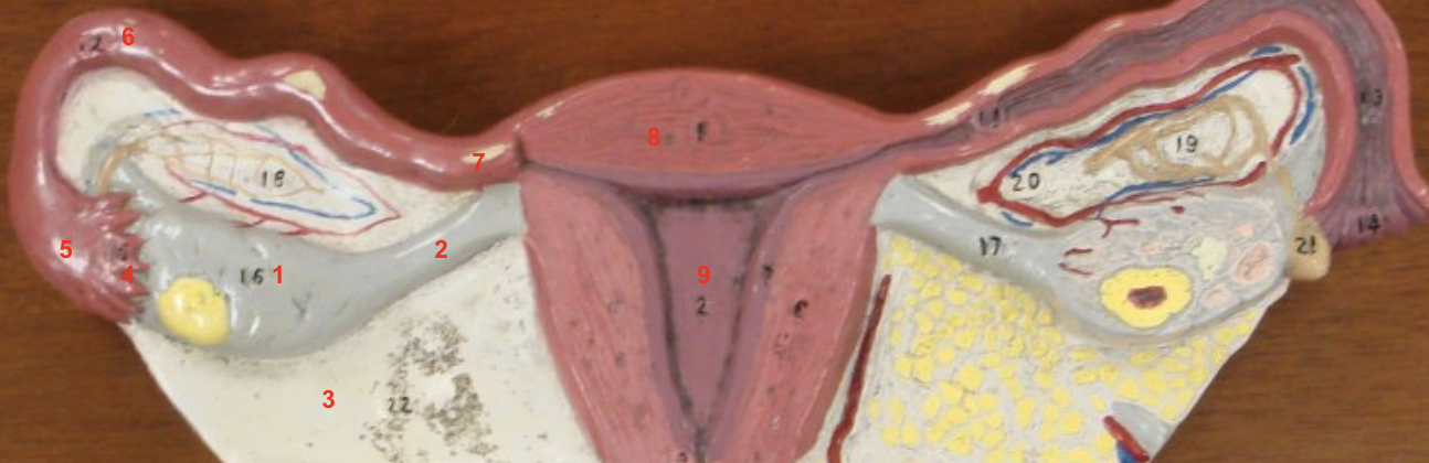 <p>1 - Ovaries - female gonads/primary sex organ. produces gametes and female hormones (estrogen and progesterone)</p>