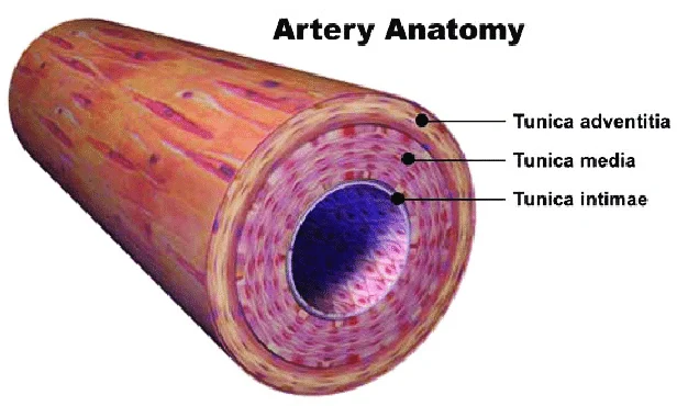 <p><strong>smooth muscle: </strong>thick and elastic</p><p>middle layer of artery</p>