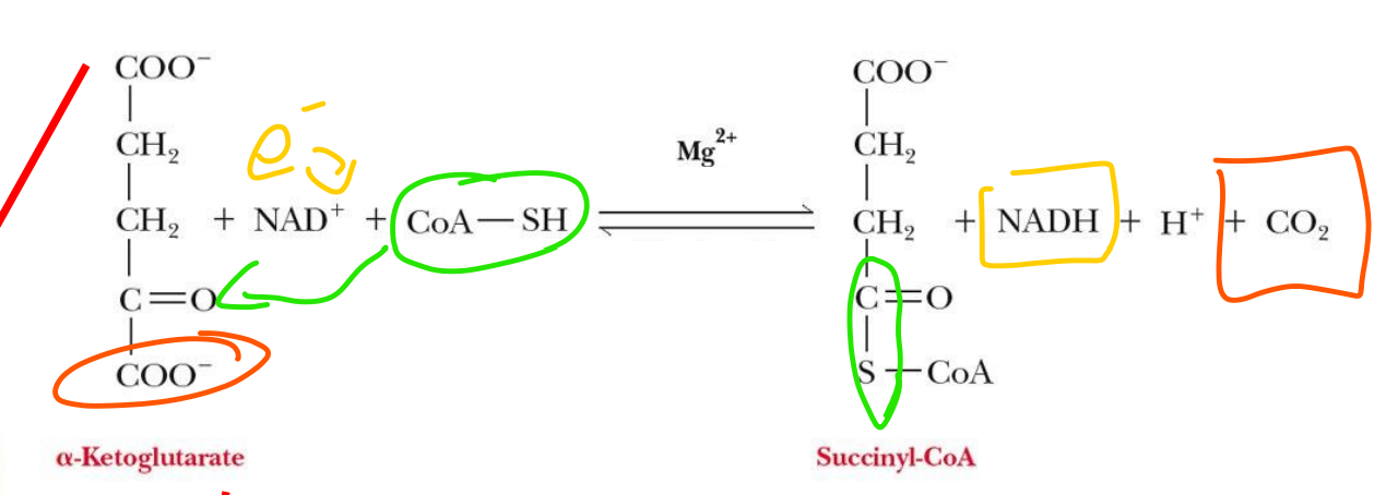 <p>step 4</p><p>carried out by a-ketoglutarate dehydrogenase</p><p>a-ketoglutarate oxidation to reduce NAD<sup>+ </sup>to NADH</p><p>5 carbon a-ketoglutarate to 4 carbon succinyl</p><p>THIRD CO<sub>2 </sub>LOSS</p>