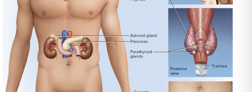 <p>adrenal gland, pancreas, parathyroid glands</p>