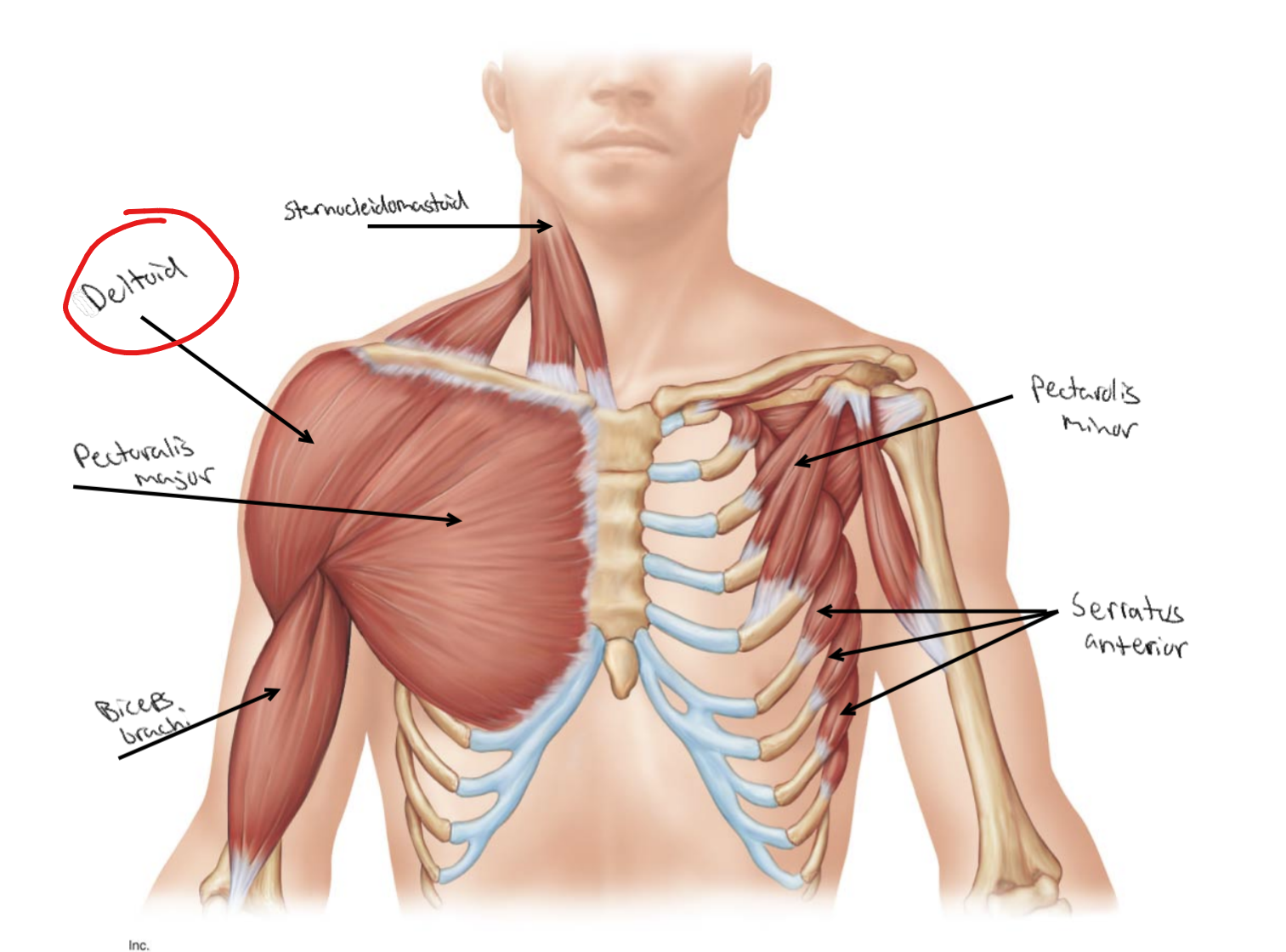 <p>What is the site of insertion for <strong><u>Deltoid</u></strong>?</p>