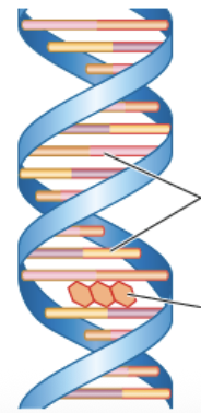 <p>• Ils ressemblent aux paires de bases </p><p>• Causent insertions et délétions</p>