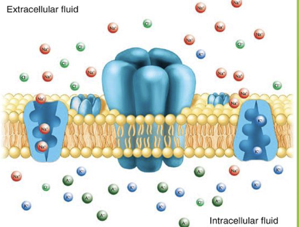 <p>Polarization = a difference in electrical charge b/w the inside &amp; outside of the neuron</p><p></p><p>Voltage = difference in electrical charge b/w 2 points</p><p></p><p>Resting Potential = difference in charge b/w inside &amp; outside of a neurons membrane at rest</p><ul><li><p><strong>neurons : -70mv (inside is MORE (-), than outside the cell)</strong></p></li><li><p>a result of ions (atoms that lose/gain electrons)</p></li></ul><p>NOTE: size of anions is responsible for the -70mv </p><p></p>