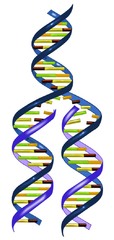 <p>the process of making a copy of DNA</p>