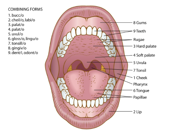 <p>major parts of the oral cavity</p>